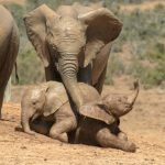 Safari au botswana : les plus belles réserves à découvrir absolument